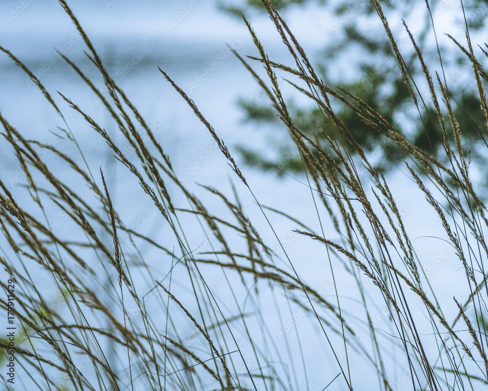 The grass near the water is close-up. Blurred background. Tinted The grass near the water is close-up. Blurred background. Tinted