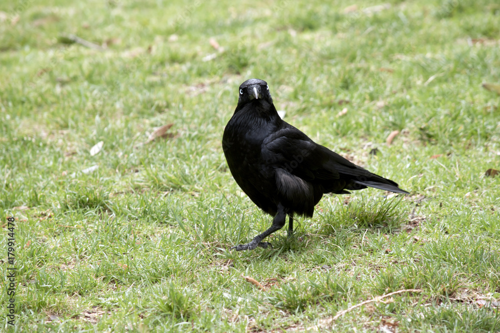 Australian raven