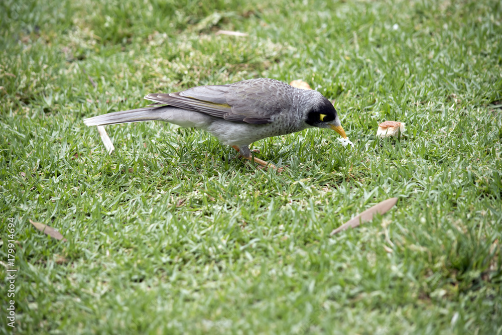 Obraz premium noisy minor