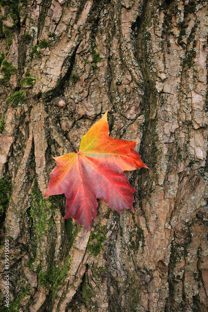 Maple leaf on the tree trunk background.
