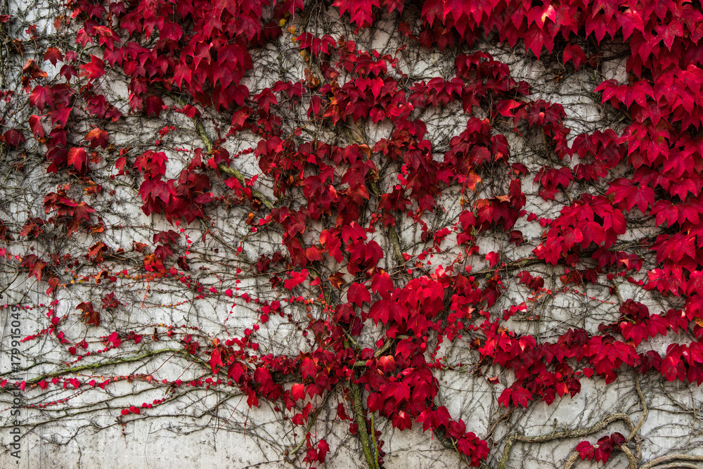 colorful autumn leaves on a wall colorful autumn leaves on a wall
