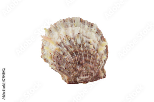 shell on white background, clipping part