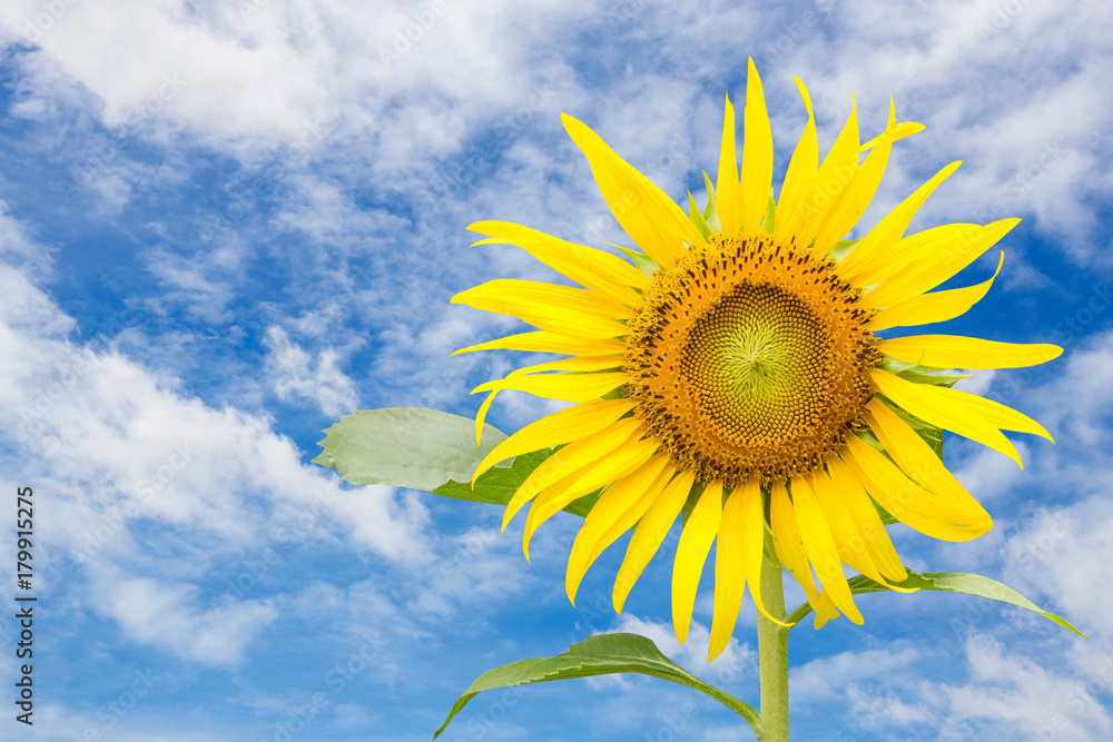 sunflower with blue sky background sunflower with blue sky background