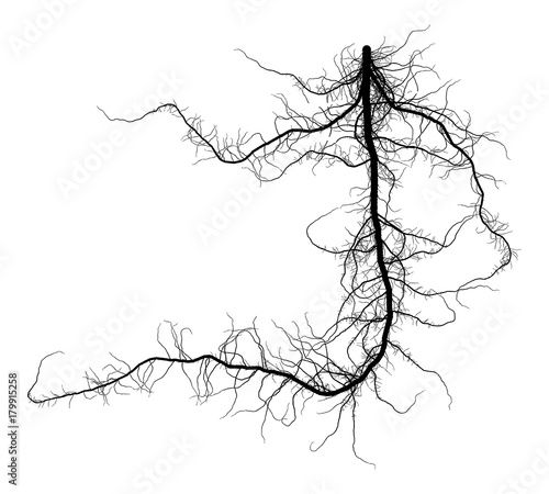 Black Root System - Taproot - Vector Illustration