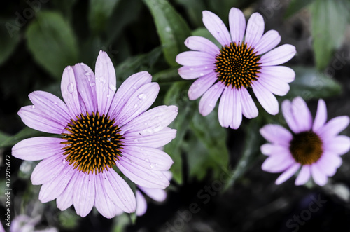 Wet Echinacea