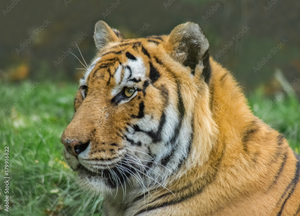 Fototapeta premium Sibirischer Tiger Porträt