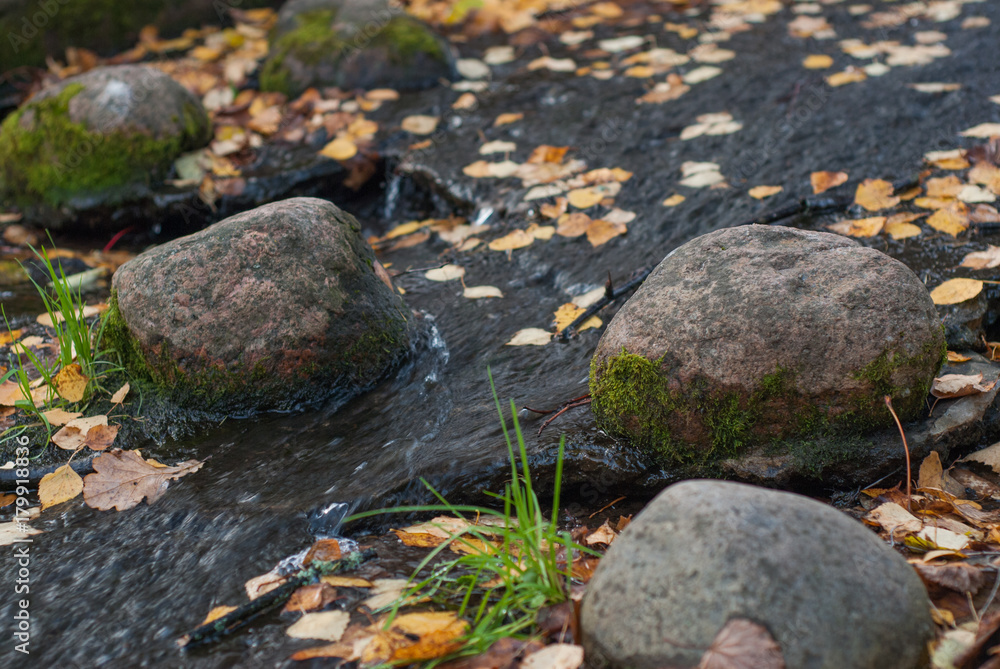 Water stream - creek with floating yellow leaves Water stream - creek with floating yellow leaves