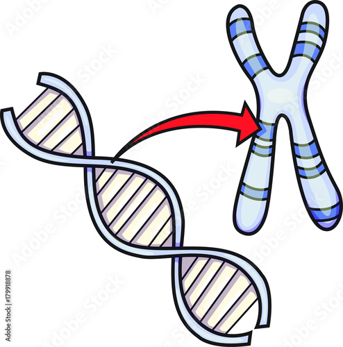 Vector illustration of DNA and chromosome.
