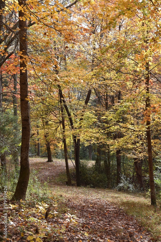 Fototapeta premium Path in autumn woods