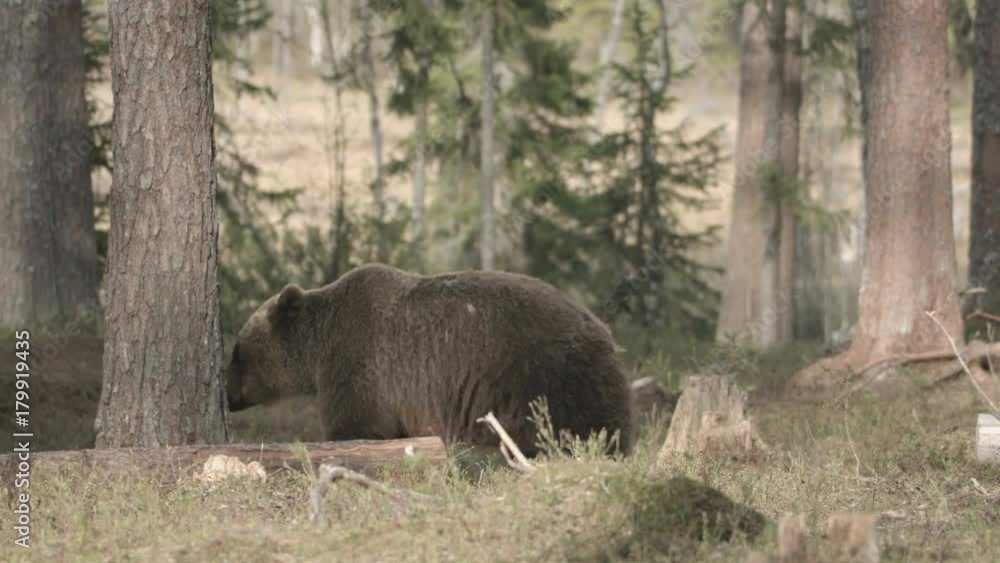 wild european brown bear in finland wild european brown bear in finland