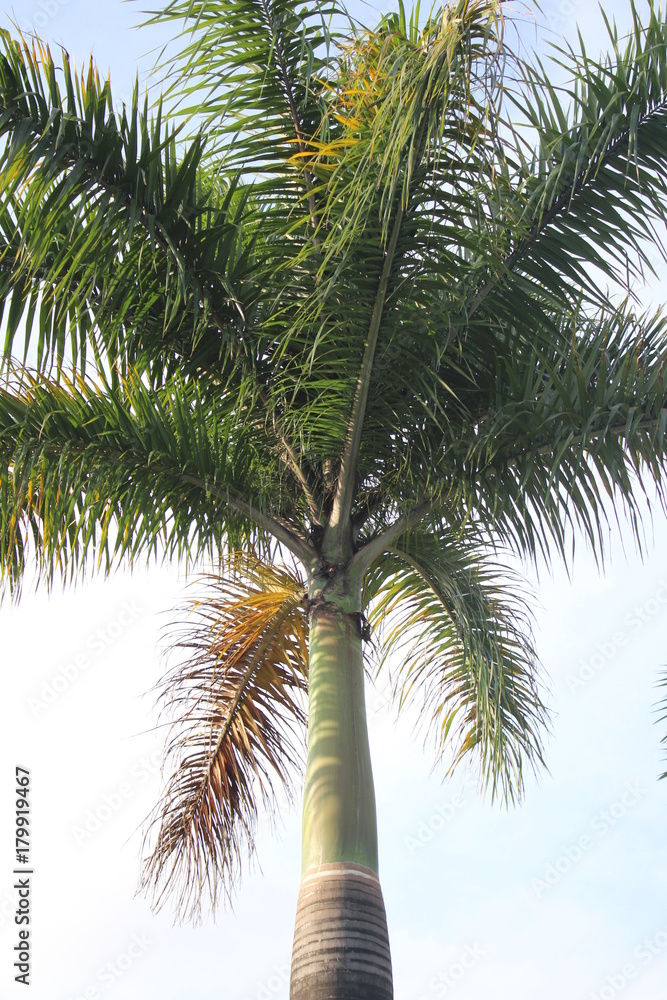 Fototapeta premium coqueiro no céu azul