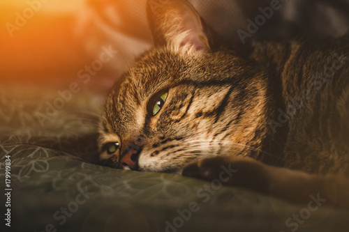 The cat lies with a sad look