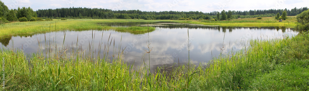Obraz premium Panoramic view of a pond with green banks, overgrown with reeds and other near-water plants. A shallow lake in summer day