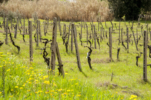 Val d'Elsa, Tuscany, Italy - view of hills with vineyards, olive trees and cultivated fields of val d'elsa.