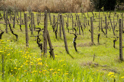 Val d'Elsa, Tuscany, Italy - view of hills with vineyards, olive trees and cultivated fields of val d'elsa.