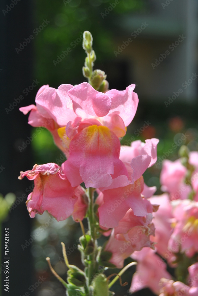 Obraz premium Pink flower