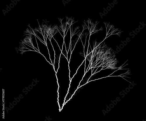 Vector Fractal Dotted Algae Branches - Graaphic Element photo