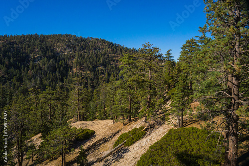 Pine Trees in San Gabriel Mountains