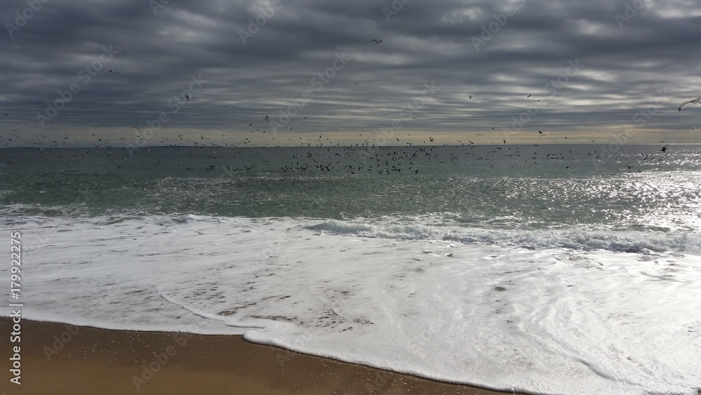Seagulls feeding on school of fish on the coast of Rhode Island