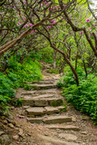 Stairs Through Rhododendron Bushes