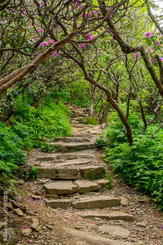 Stairs Through Rhododendron Bushes