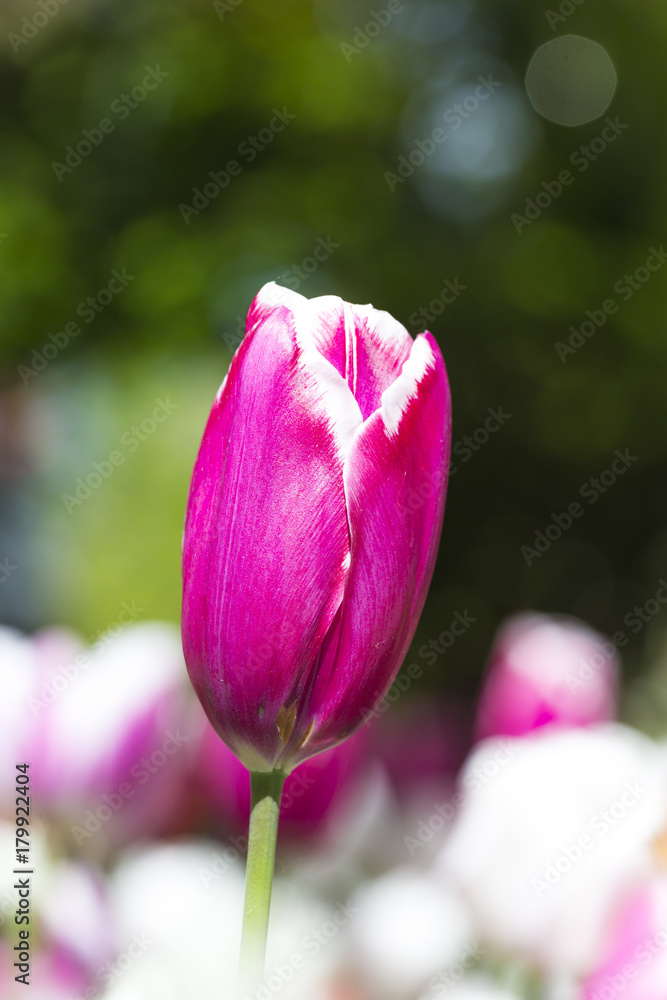 Nature Concepts. Macro Closeup Shot of National Dutch Tulips Of The Selected Sorts Shot Against Blurred Background. Located in Keukenhof National Flowers Park in the Netherlands. Nature Concepts. Macro Closeup Shot of National Dutch Tulips Of The Selected Sorts Shot Against Blurred Background. Located in Keukenhof National Flowers Park in the Netherlands.