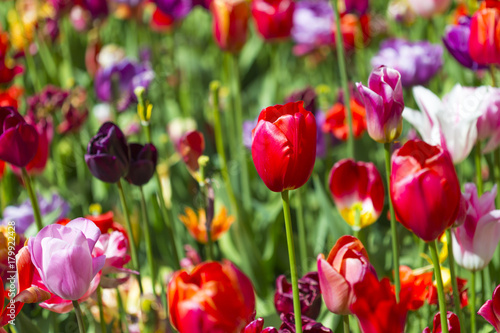 Macro Shot of  National Colorful Dutch Tulips Of The Selected Sorts Shot Against Blurred Background. Located in Keukenhof National Flowers Park in the Netherlands.