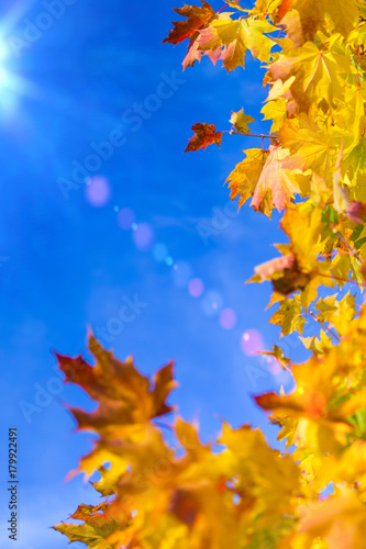 Nature Concepts. Autumn Yellow- Red Maple Leaves Placed as a Frame Against Blue Sky Background. Fall Themes.