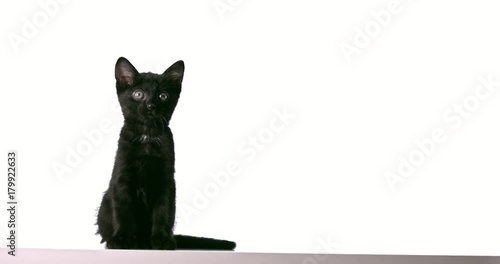 Wallpaper Mural Cute black kitten on white background Torontodigital.ca