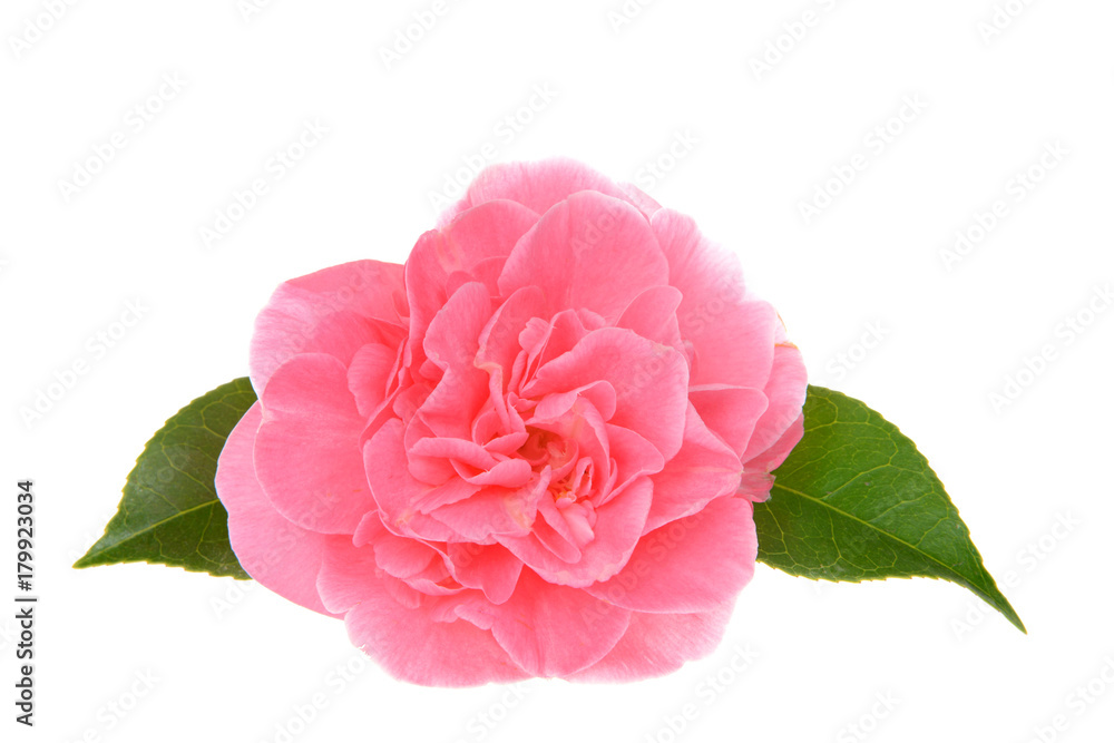 One Marie Bracey Camellia bloom isolated on white background. Bright pink flowers emerge from the Marie Bracey Camellia. With large 4-5 inch blooms,