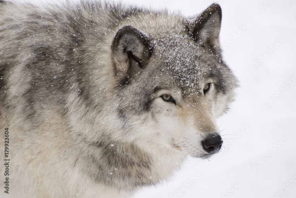 Obraz premium Grey Wolf