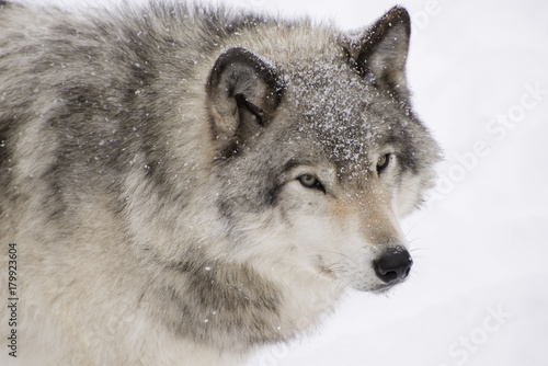 Grey Wolf © Beverly