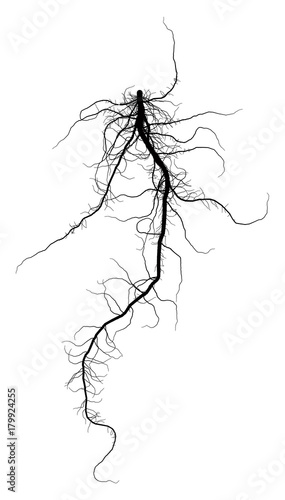 Black Root System - Taproot - Vector Illustration