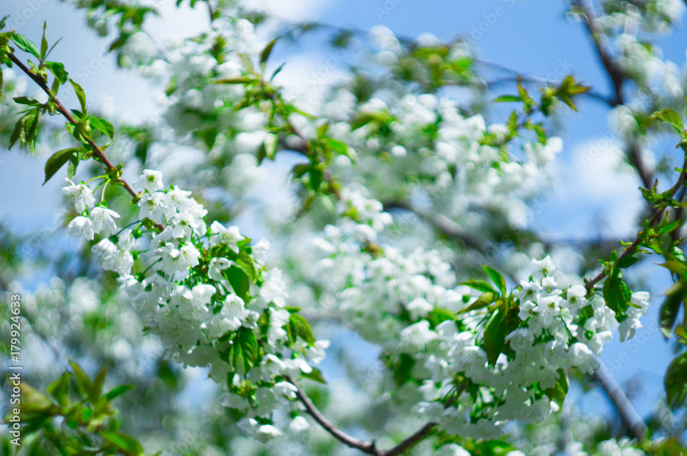 blossom branch apple white flowers and green leaves