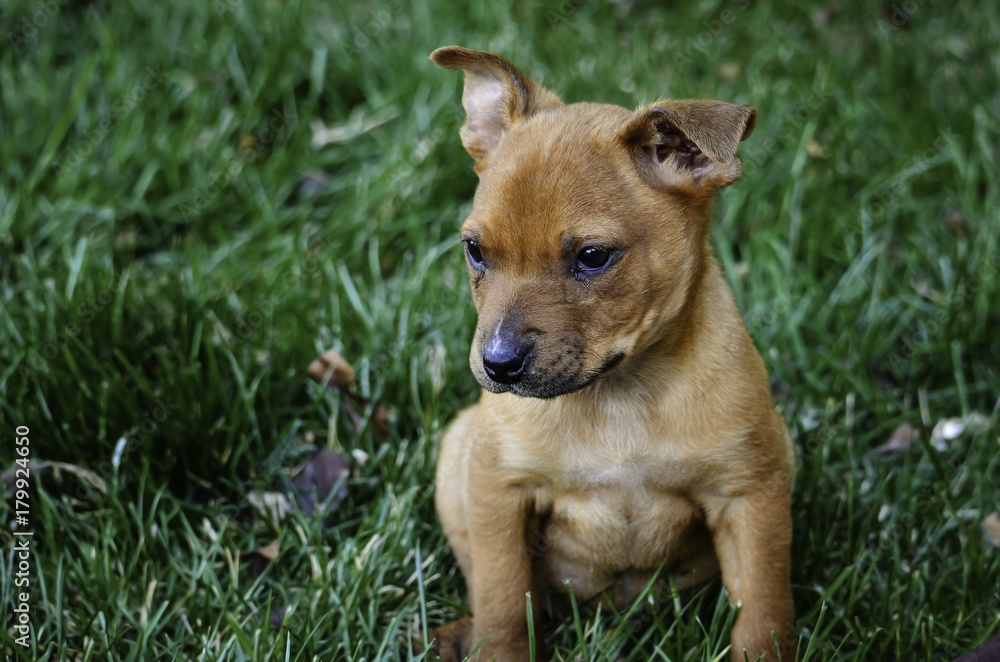 Animal Humane foster puppy