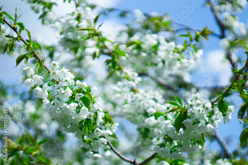 blossom branch apple white flowers and green leaves