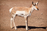 Young antelope