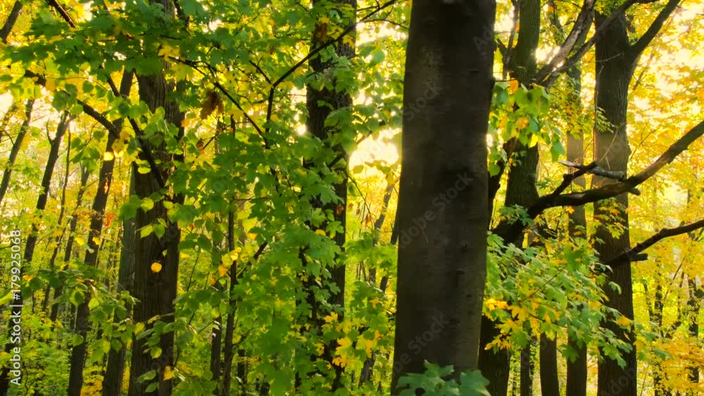 Sun glimmering through maple trees. Soft warm light. Sun glimmering through maple trees. Soft warm light.
