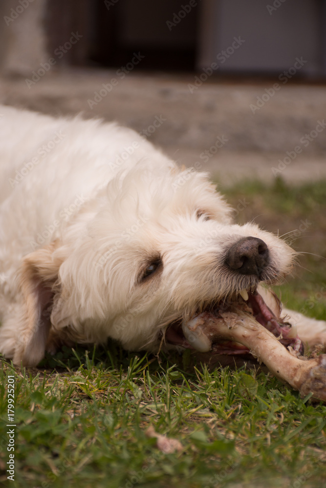 Caniche Caniche