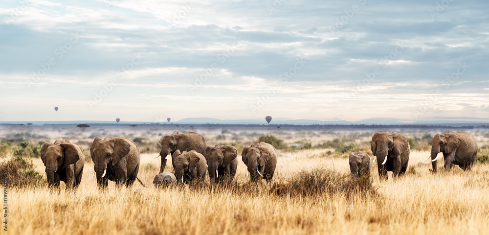 Herd of Elephant in Kenya Africa