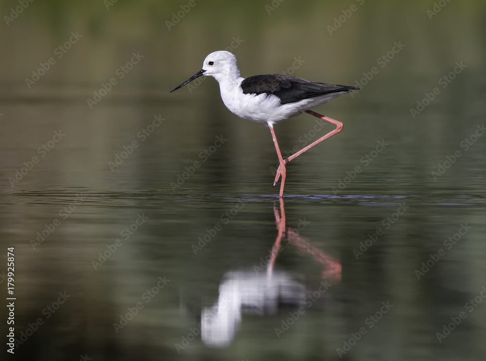 Black-winged Stilt Foraging on the Pond in Early Morning Black-winged Stilt Foraging on the Pond in Early Morning