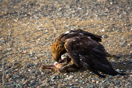 Golden eagle attacked a rabbit and killed him.