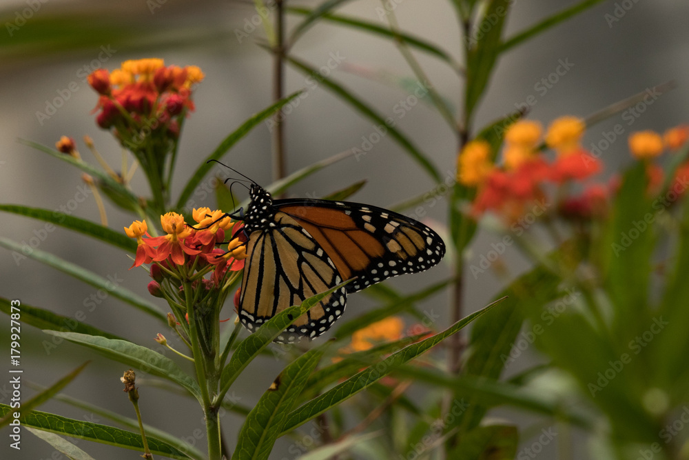 Obraz premium Monarch butterfly feeding on milkweed