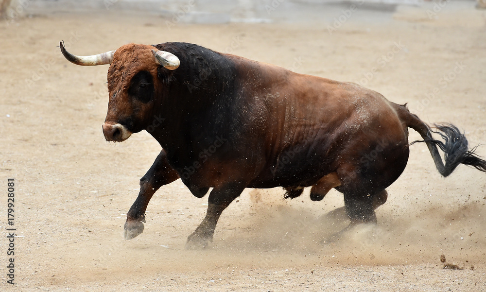 toro toro