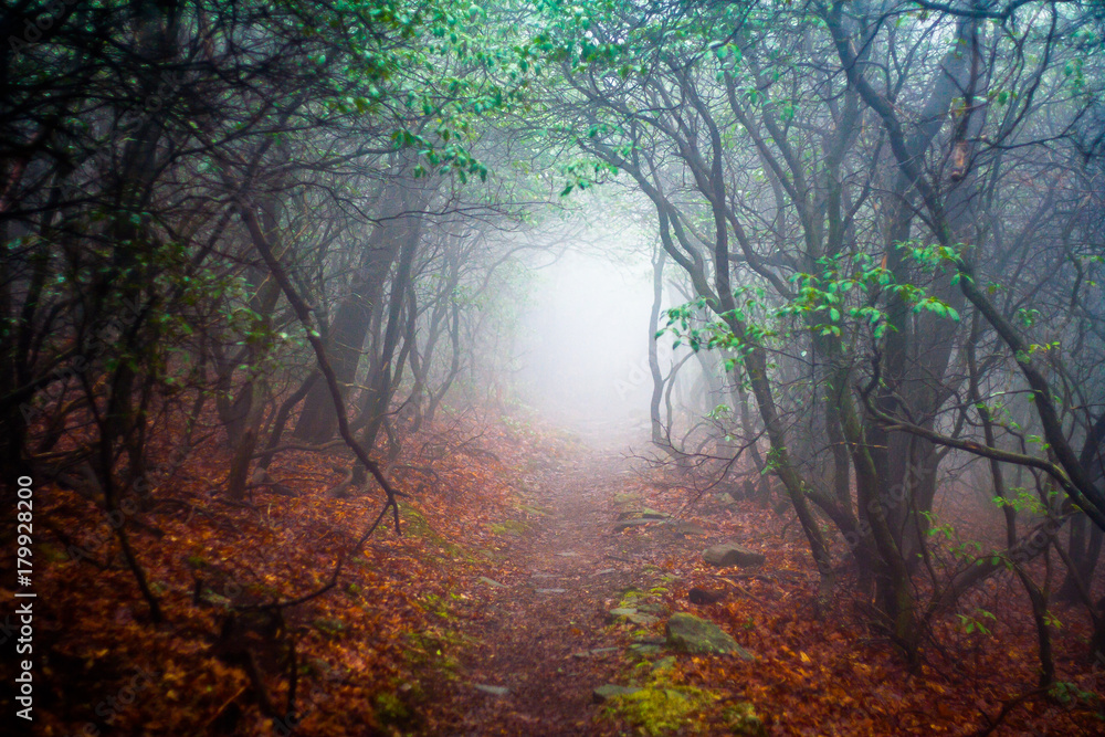 Obraz premium Foggy Leaf Covered Trail
