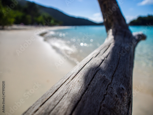 Branch over Caribbean Beach