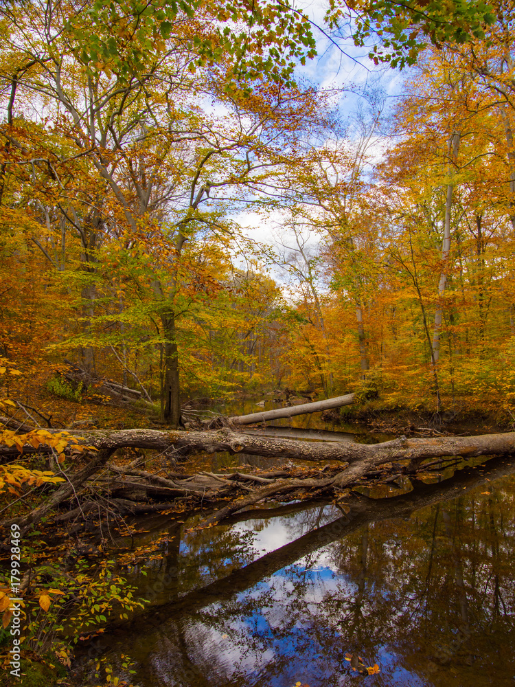 River Through Autumn Forest