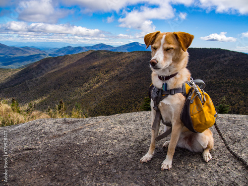 Adventure Dog on Mountain Summit, Eyes Closed