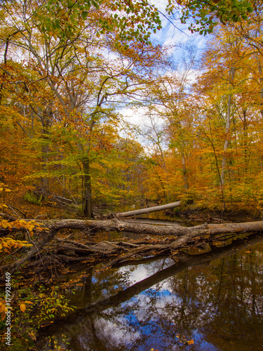 River Through Autumn Forest