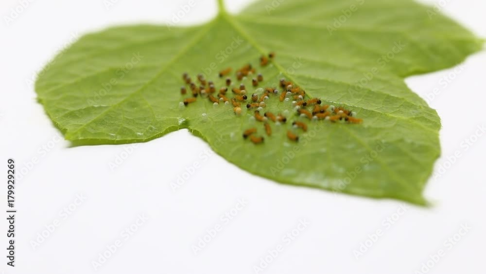 Caterpillar of Leopard lacewing (Cethosia cyane euanthes) butterfly emerging from eggs and eating their eggs Caterpillar of Leopard lacewing (Cethosia cyane euanthes) butterfly emerging from eggs and eating their eggs